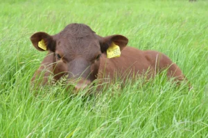 wright calf