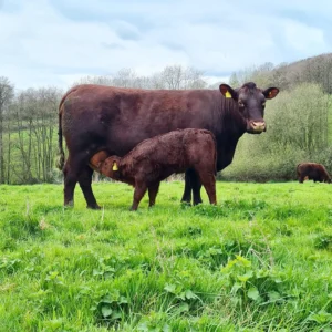 Cow Calf 278601944_10159851637874700_943048688686379653_n