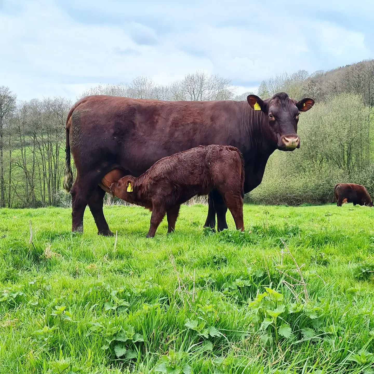 Cow Calf 278601944_10159851637874700_943048688686379653_n