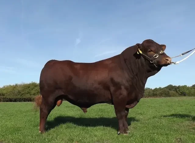 Black Ven Captain 3rd
