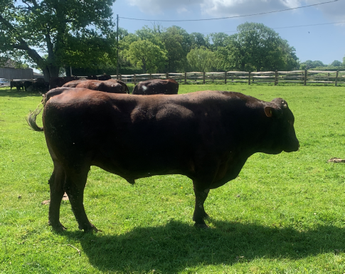 Sussex Cattle Society - Bull Sale Catalogue